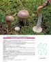 Hygrophorus agathosmus
